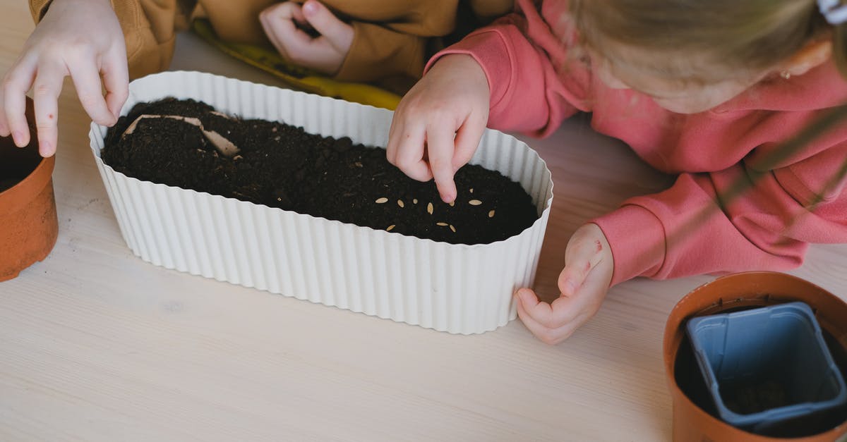 Is it allowed to carry seeds on an intercontinental flight? - Free stock photo of bakery, baking, birthday Is it allowed to carry seeds on an intercontinental flight? - Free stock photo of bakery, baking, birthday
