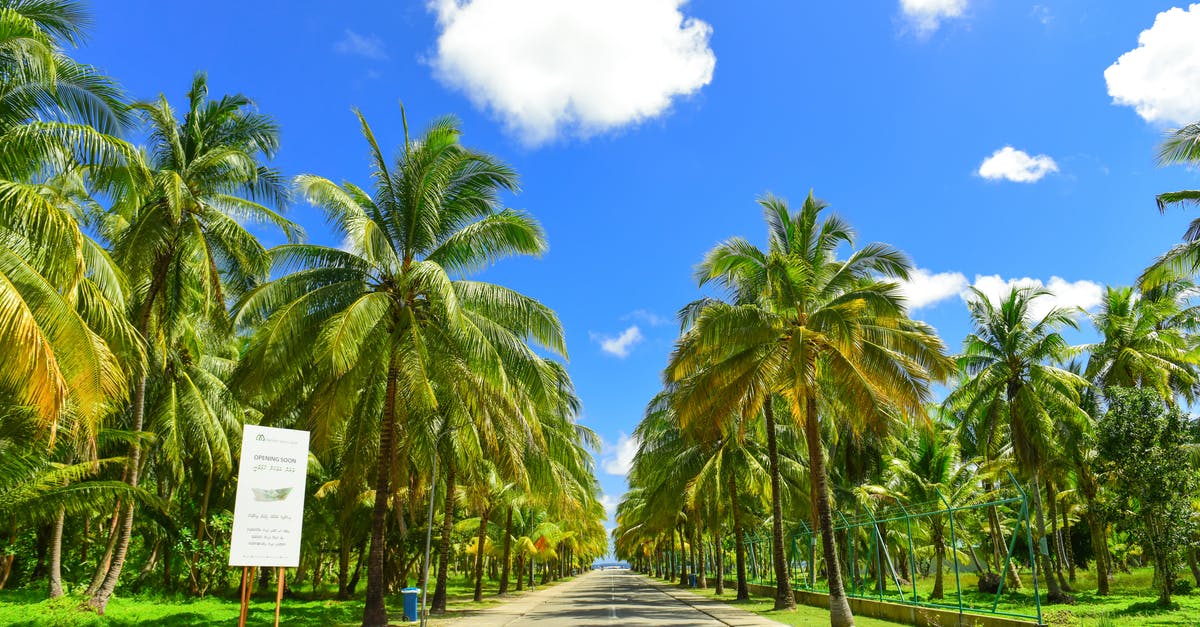 Is it common and does it make sense to travel to the Maldives as a single person? - Gray Concrete Road Between Palm Trees Is it common and does it make sense to travel to the Maldives as a single person? - Gray Concrete Road Between Palm Trees