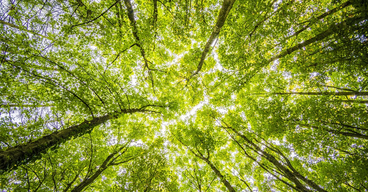 Is it feasible to hitch-hike from Slahpa/Sørfjord to Gåsluokta/Kjøpsvik? - Worms Eyeview of Green Trees