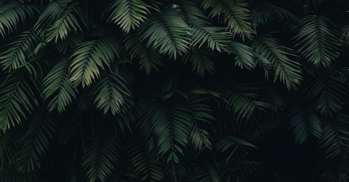 Is it legal to photoshop the background of a visa photo? - Green Leaves Is it legal to photoshop the background of a visa photo? - Green Leaves