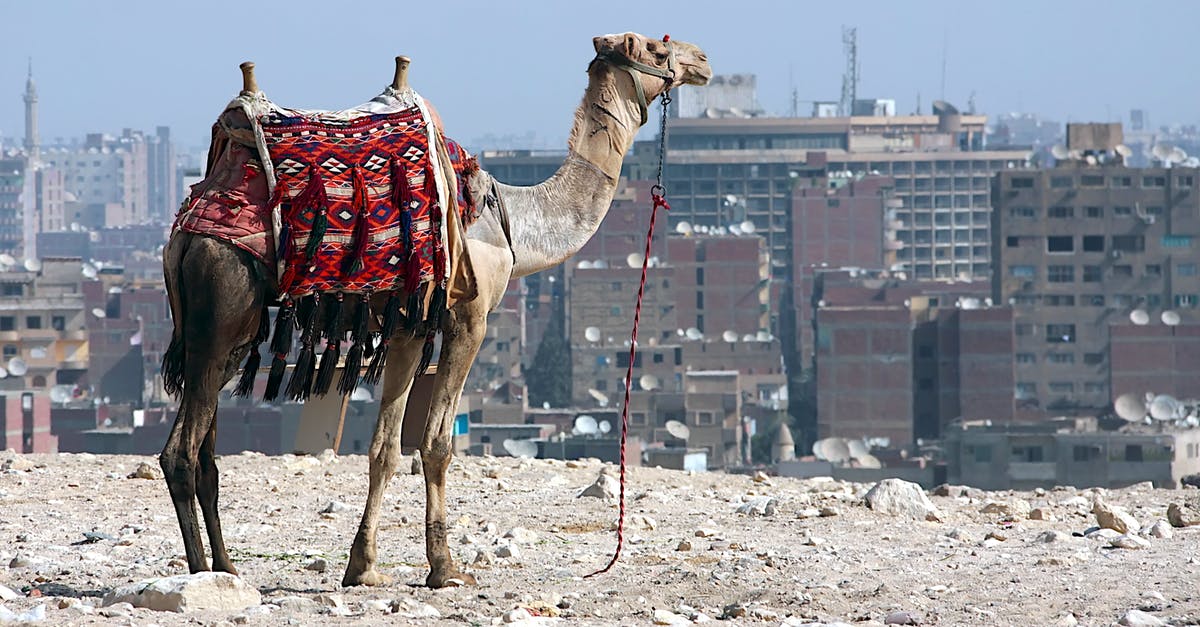 Is it necessary to print the Egypt e-visa? - Brown Camel on Brown Sand Is it necessary to print the Egypt e-visa? - Brown Camel on Brown Sand