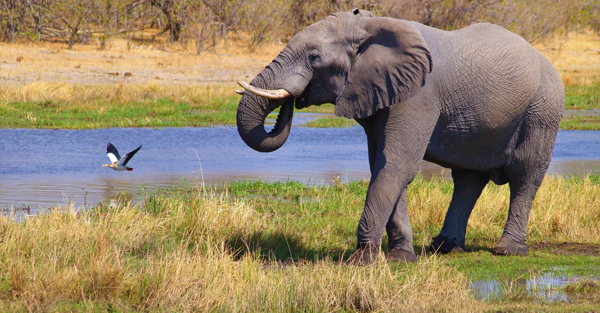 Is it ok to have travel insurance from more than one company? - Elephant on Green Grass Field Is it ok to have travel insurance from more than one company? - Elephant on Green Grass Field