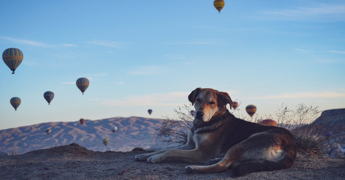 Is it possible to accompany a live animal (dog) during air travel (cargo)? - Short Coated Dog Lying On The Ground Is it possible to accompany a live animal (dog) during air travel (cargo)? - Short Coated Dog Lying On The Ground