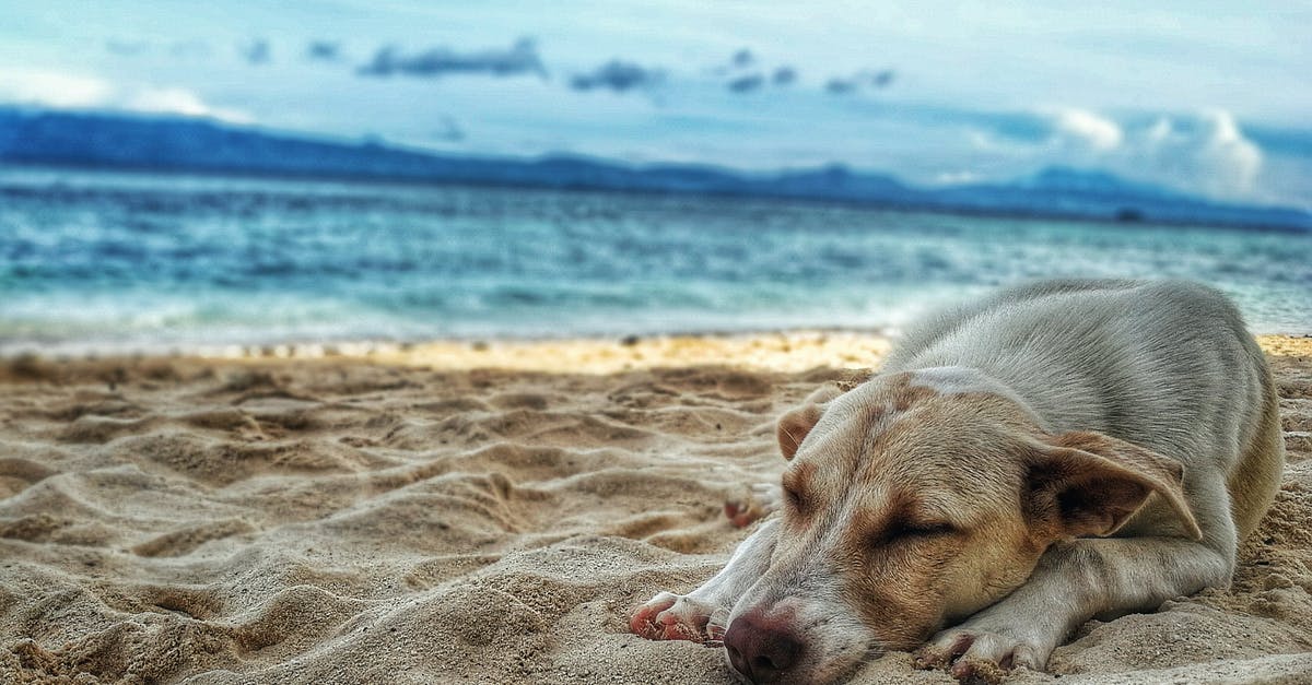 Is it possible to accompany a live animal (dog) during air travel (cargo)? - Dark Yellow Labrador Retriever Lying on the Sea Shore Is it possible to accompany a live animal (dog) during air travel (cargo)? - Dark Yellow Labrador Retriever Lying on the Sea Shore