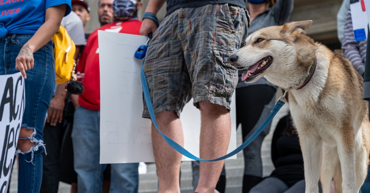 Is it possible to change second leg of a flight online? - Unrecognizable man with dog on protest Is it possible to change second leg of a flight online? - Unrecognizable man with dog on protest