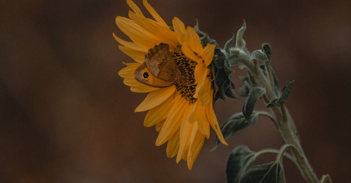 Is it possible to collect Nectar points via Trainline? - Brown butterfly sitting on yellow sunflower with green leaves while collecting nectar in garden on blurred background in summer day Is it possible to collect Nectar points via Trainline? - Brown butterfly sitting on yellow sunflower with green leaves while collecting nectar in garden on blurred background in summer day