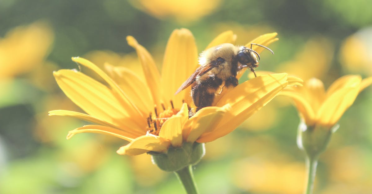 Is it possible to collect Nectar points via Trainline? - Honey bee collecting sweet pollen from fragile yellow flower growing in sunny summer forest Is it possible to collect Nectar points via Trainline? - Honey bee collecting sweet pollen from fragile yellow flower growing in sunny summer forest