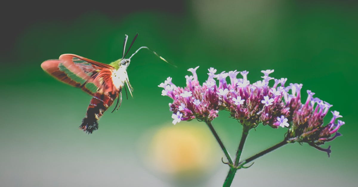 Is it possible to collect Nectar points via Trainline? - Hummingbird moth with red wings hovering near violet blooming flower and drinking nectar in wild nature Is it possible to collect Nectar points via Trainline? - Hummingbird moth with red wings hovering near violet blooming flower and drinking nectar in wild nature
