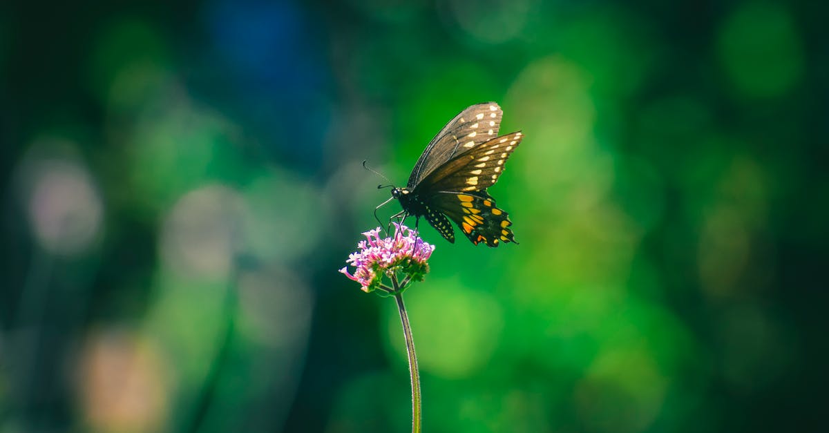 Is it possible to collect Nectar points via Trainline? - Butterfly sipping nectar from fragrant purple flower Is it possible to collect Nectar points via Trainline? - Butterfly sipping nectar from fragrant purple flower