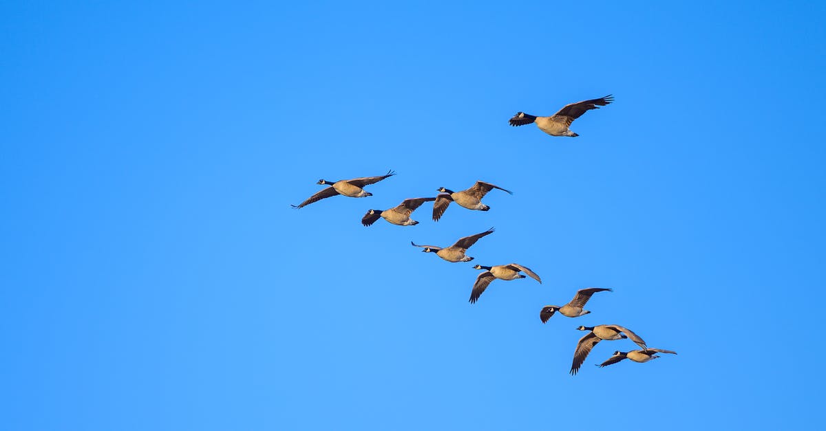 Is it possible to enter the USA from Canada without having a return flight from USA, only from Canada? - Low angle of flock of wild Canada geese soaring in cloudless blue sky in daytime during migration season Is it possible to enter the USA from Canada without having a return flight from USA, only from Canada? - Low angle of flock of wild Canada geese soaring in cloudless blue sky in daytime during migration season