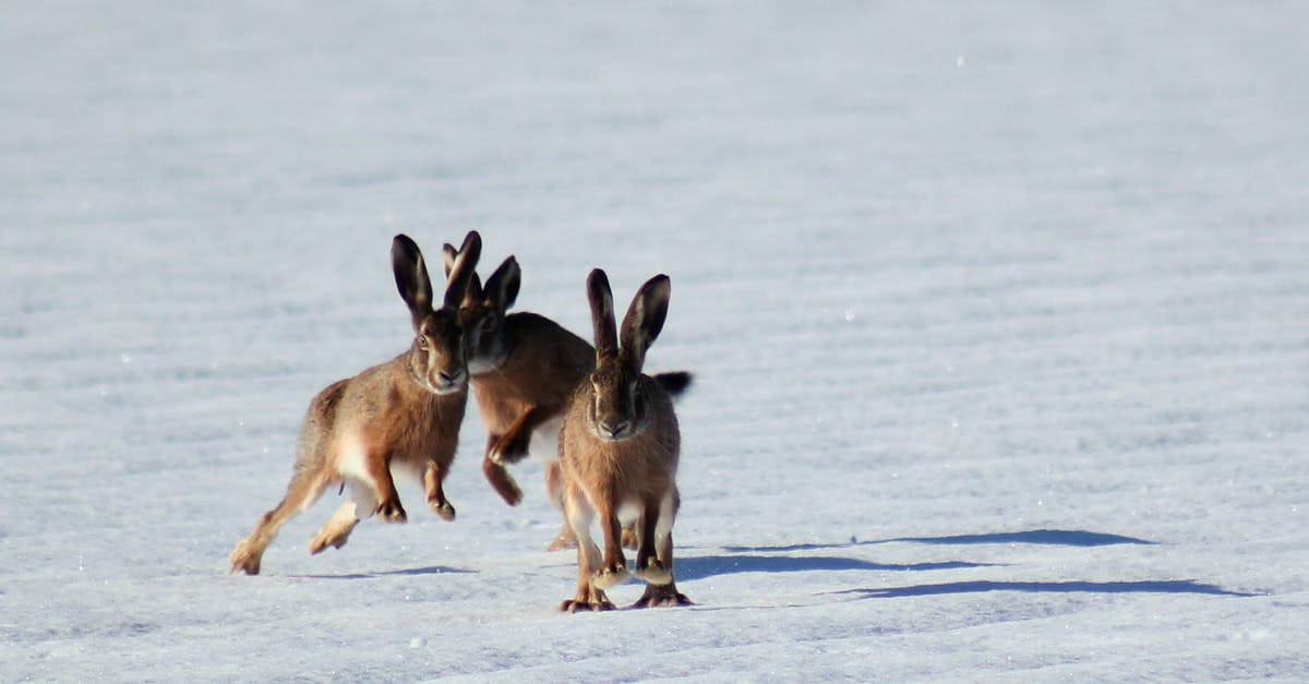 Is it possible to hop on and off on Hurtigruten? - Three Brown Bunnies Is it possible to hop on and off on Hurtigruten? - Three Brown Bunnies