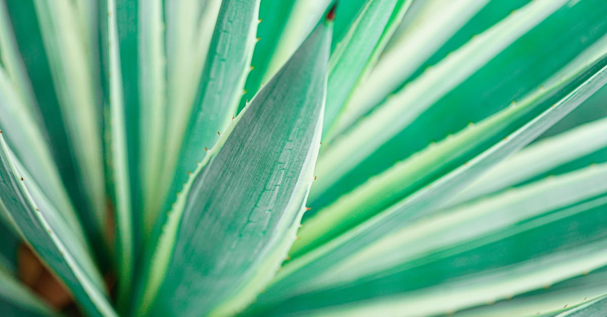 Is it possible to leave the Schengen area a day before my flight will leave? [duplicate] - Closeup of long vivid thick leaf blade of pot plant with white edges in sunlight