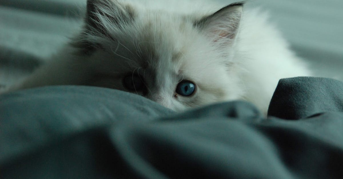 Is it possible to sleep at Podgorica airport? - White Cat on Blue Textile Is it possible to sleep at Podgorica airport? - White Cat on Blue Textile