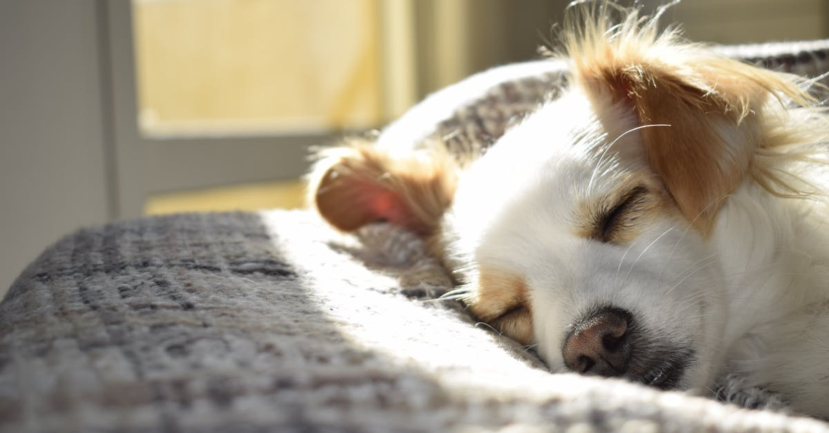 Is it possible to sleep at Podgorica airport? - Closeup Photography of Adult Short-coated Tan and White Dog Sleeping on Gray Textile at Daytime Is it possible to sleep at Podgorica airport? - Closeup Photography of Adult Short-coated Tan and White Dog Sleeping on Gray Textile at Daytime