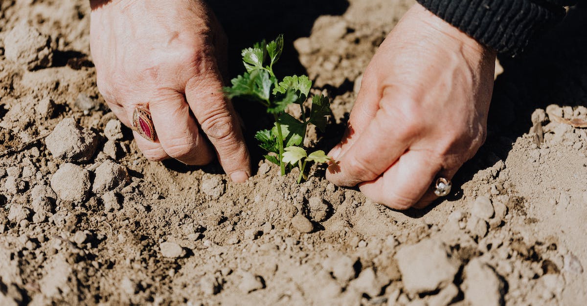 Is it possible to visit Abkhazia by land from Georgia? - From above of crop faceless female gardener planting seedling during work in countryside