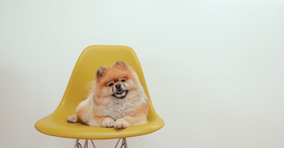 Is my transit at FRA to Amsterdam domestic or international? - Brown Pomeranian Puppy on Yellow Chair Is my transit at FRA to Amsterdam domestic or international? - Brown Pomeranian Puppy on Yellow Chair
