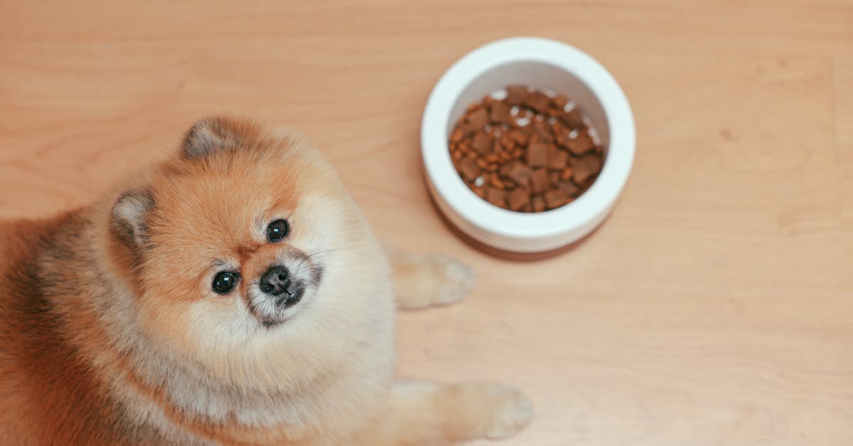 Is my transit at FRA to Amsterdam domestic or international? - Brown Pomeranian Puppy on Brown Wooden Floor Is my transit at FRA to Amsterdam domestic or international? - Brown Pomeranian Puppy on Brown Wooden Floor