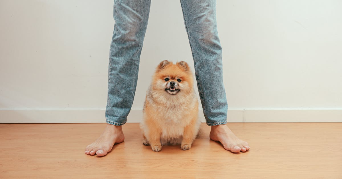 Is my transit at FRA to Amsterdam domestic or international? - Person in Blue Denim Jeans Standing Beside Brown Pomeranian Is my transit at FRA to Amsterdam domestic or international? - Person in Blue Denim Jeans Standing Beside Brown Pomeranian