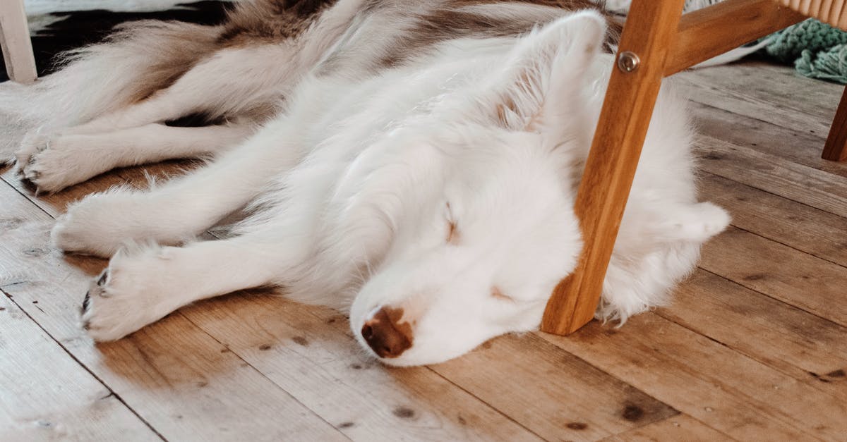 Is sleeping on the floor in planes allowed, and if not, why not? - Photo Of Dog While Sleeping Is sleeping on the floor in planes allowed, and if not, why not? - Photo Of Dog While Sleeping