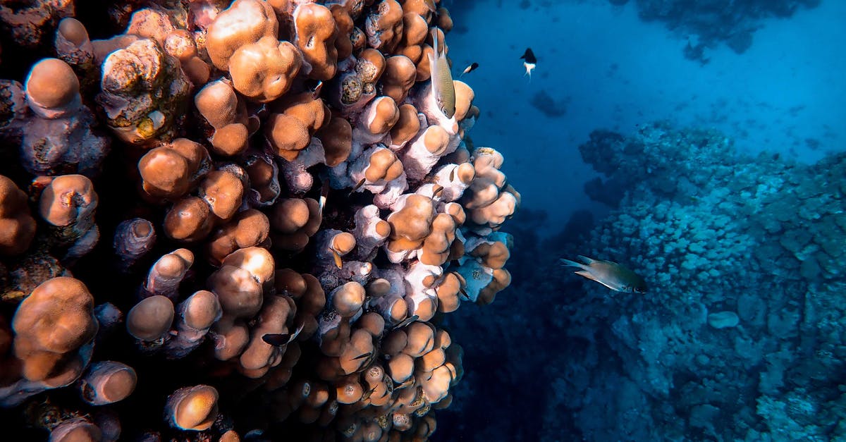 Is Sydney good for scuba diving? [closed] - Photo Of Fish and Corals Underwater