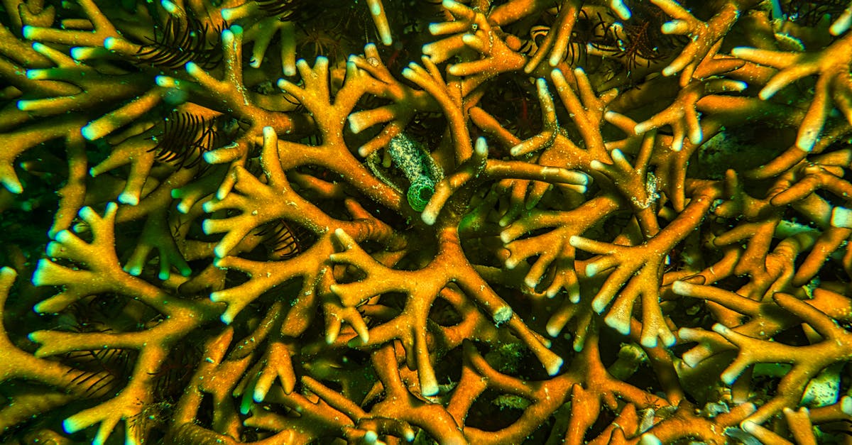 Is Sydney good for scuba diving? [closed] - Underwater Coral Reef