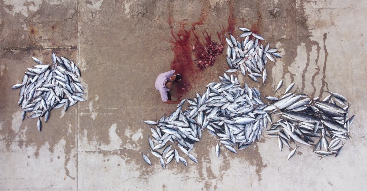Is the new Tokyo Fish Market in Toyosu open to visitors? - Free stock photo of abstract, color, design Is the new Tokyo Fish Market in Toyosu open to visitors? - Free stock photo of abstract, color, design