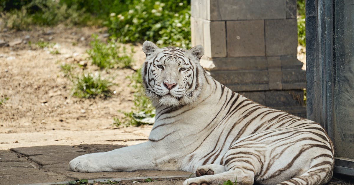 Is there a big bookstore (not WHSmith) near Heathrow airport? - White Tiger Lying on Ground Is there a big bookstore (not WHSmith) near Heathrow airport? - White Tiger Lying on Ground