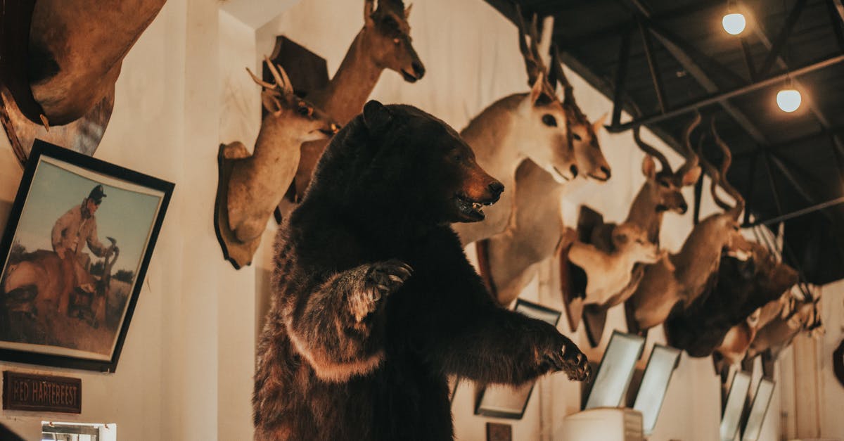 Is there a huge queue for Hergé Museum in Brussels? - Wall with stuffed animals in museum Is there a huge queue for Hergé Museum in Brussels? - Wall with stuffed animals in museum