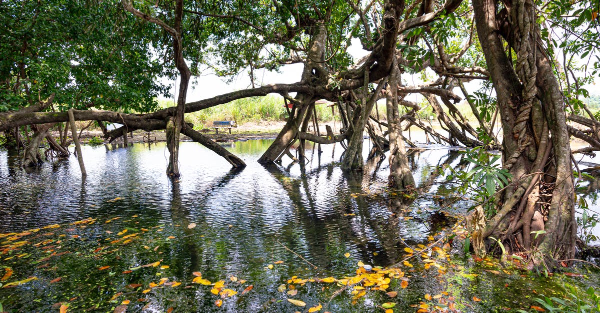 Is there a national park with mountainous and dense forests in Finland? - Trunks of aged trees growing in calm lake with withered leaves on water in national park Cat Tien in Vietnam Is there a national park with mountainous and dense forests in Finland? - Trunks of aged trees growing in calm lake with withered leaves on water in national park Cat Tien in Vietnam