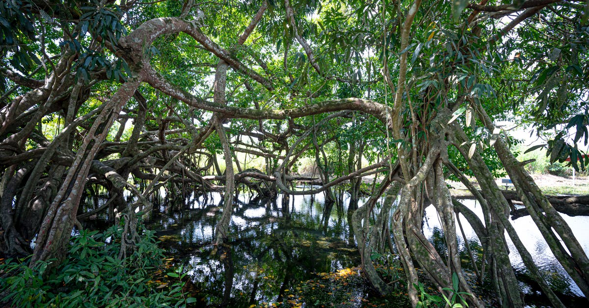 Is there a national park with mountainous and dense forests in Finland? - Exotic trees growing in forest near water Is there a national park with mountainous and dense forests in Finland? - Exotic trees growing in forest near water