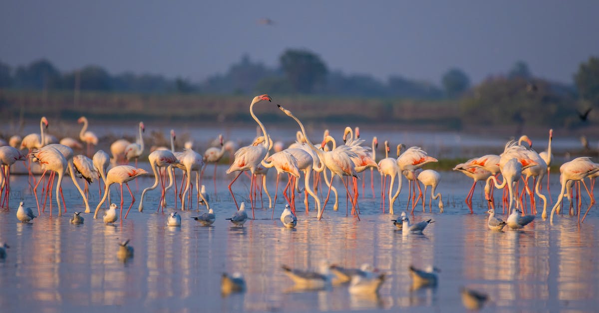 Is there a Schengen-wide database of long-term permits/visas, similar to the one used for short-term visas? - Flock of flamingos walking on lake near ducks in evening