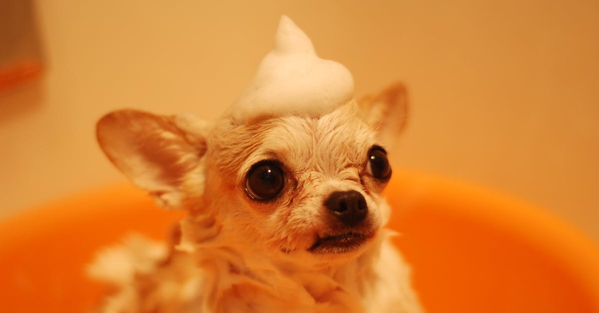 Is there a tiny but smart pet I can hide in my pocket while traveling? [closed] - Brown Chihuahua