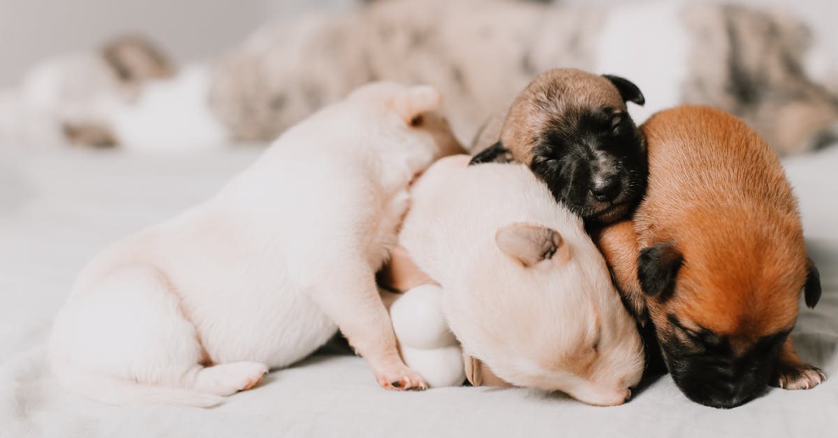 Is there a tiny but smart pet I can hide in my pocket while traveling? [closed] - Close-up Of Four Assorted-Color Puppies Sleeping Close Together