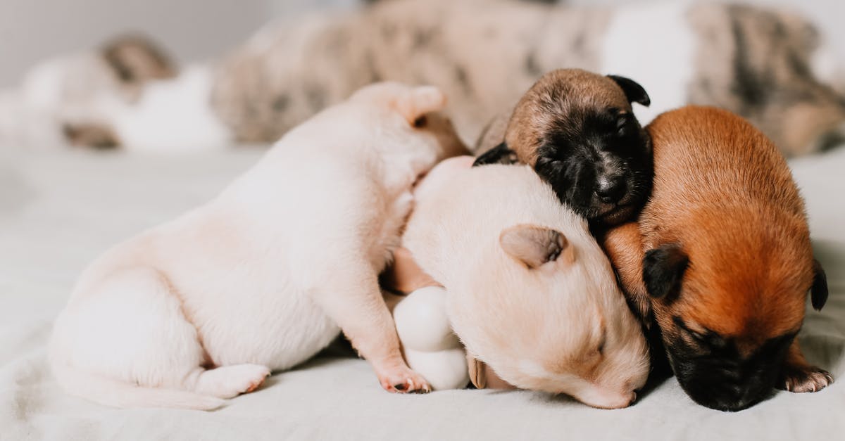 Is there a tiny but smart pet I can hide in my pocket while traveling? [closed] - Close-up Of Four Puppies Sleeping Tightly Together