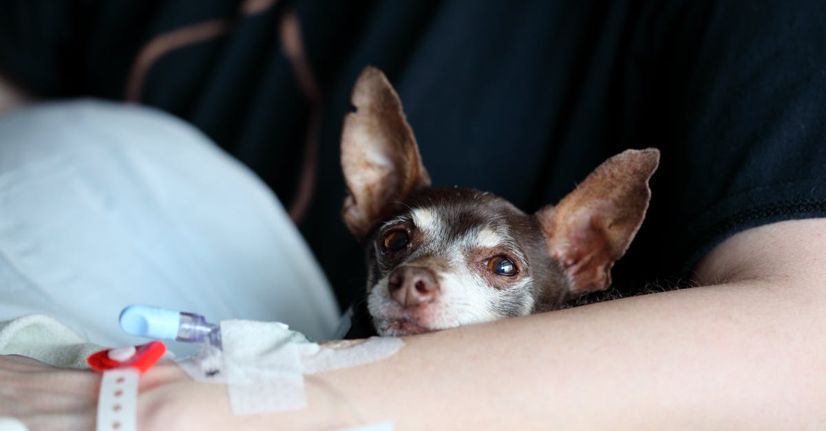 Is there a tiny but smart pet I can hide in my pocket while traveling? [closed] - Black Puppy on Person's Lap