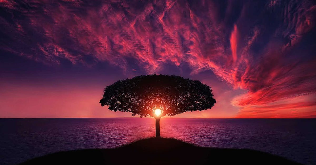 Is there a website with historical temperatures and weather data? - Silhouette of Tree Near Body of Water during Golden Hour Is there a website with historical temperatures and weather data? - Silhouette of Tree Near Body of Water during Golden Hour