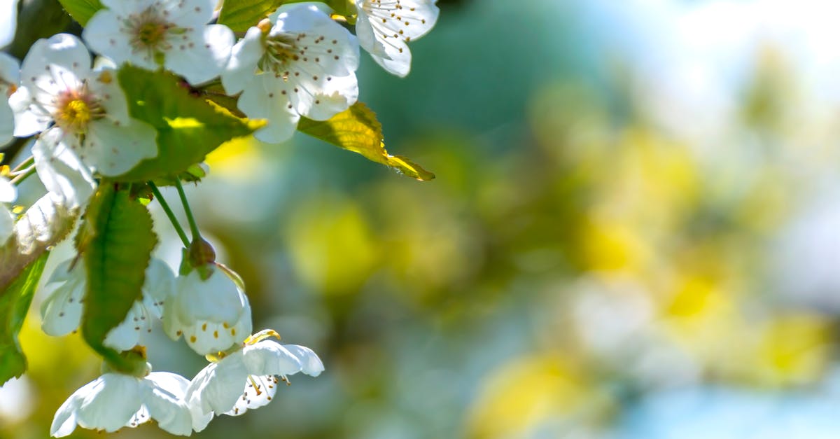 Is there a workaround for the 90 day limit in the EU? [closed] - Selective Focus Photo of White Petaled Flowers