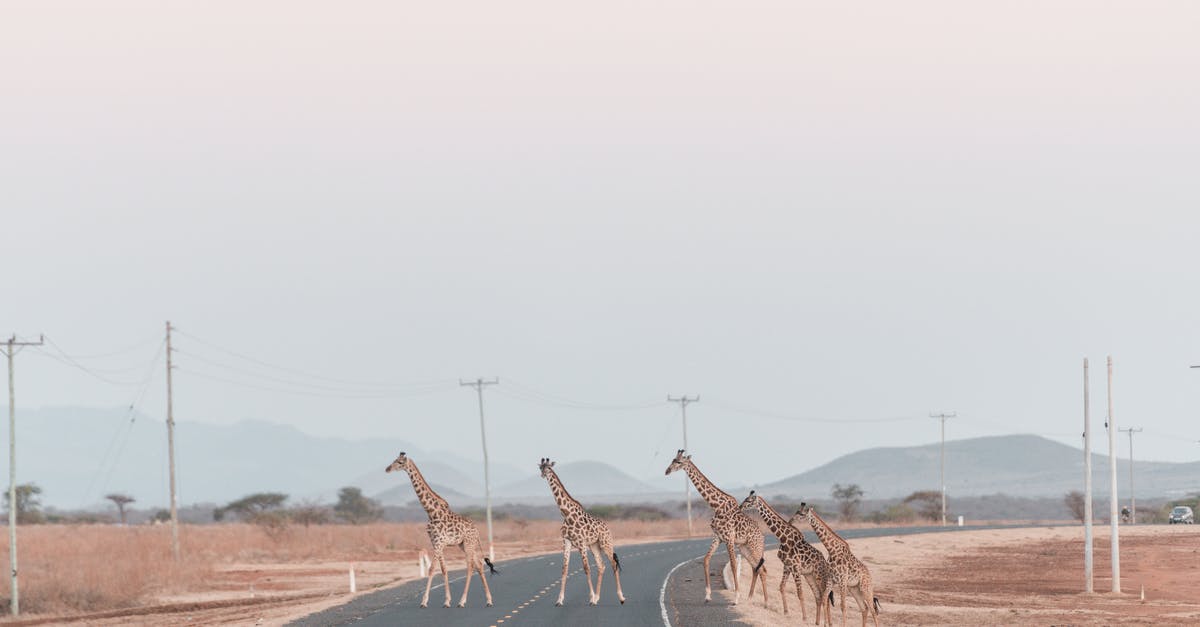 Is there an 'ideal' crossing between Michigan and Ontario? - Giraffes Crossing Asphalt Road One by One Is there an 'ideal' crossing between Michigan and Ontario? - Giraffes Crossing Asphalt Road One by One
