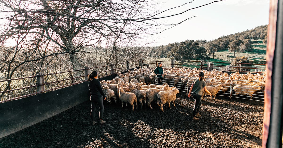 Is there any country in Europe that allows a foreign worker to invite his parents? [closed] - Faceless farmers walking sheep in enclosure in farmland