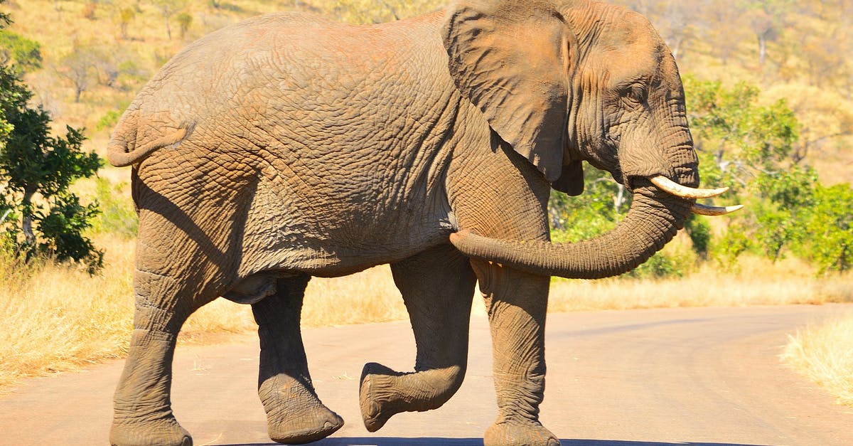 Is there any place in Israel where you can enjoy walking in huge forests/parks? - Gray Elephant with Brown Soil Smudged on Skin Walking on Road Is there any place in Israel where you can enjoy walking in huge forests/parks? - Gray Elephant with Brown Soil Smudged on Skin Walking on Road