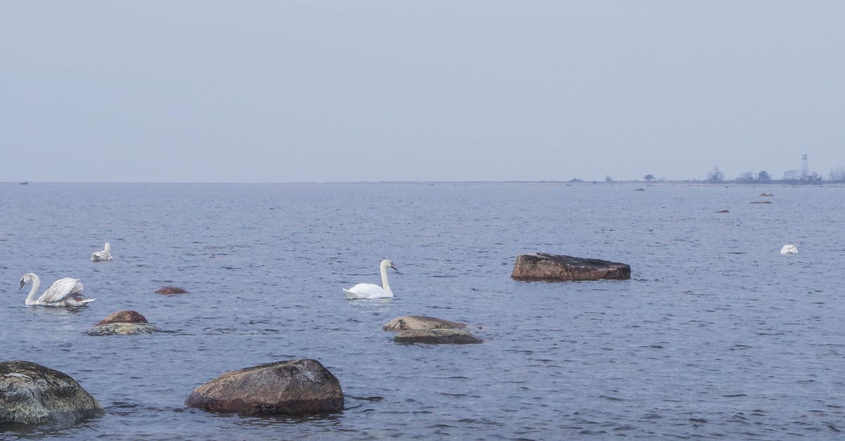 Is there such a thing as individual tourism with water plane? - Person Showing Swans on Water Is there such a thing as individual tourism with water plane? - Person Showing Swans on Water