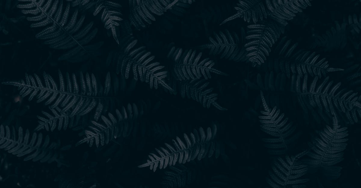 Is this image, taken about 1900, actually from Nuremberg? - Top View of Fern Leaves Is this image, taken about 1900, actually from Nuremberg? - Top View of Fern Leaves