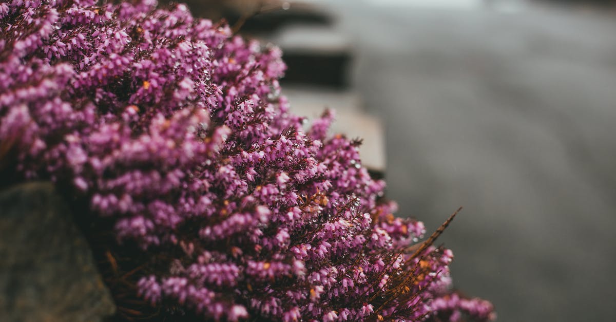 Is this weird area on the Belgium-Germany border a walkway or something different? - Purple flowering Calluna plant hanging from stone border on street with road against blurred background in gloomy weather in city