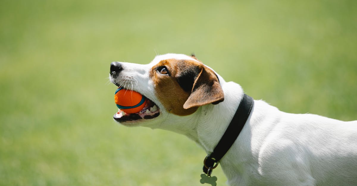 Is toy metal gun allowed on a Turkish Airways? - Side view of adorable Jack Russel terrier in black collar with metal bone holding toy in teeth on blurred background of green lawn in park Is toy metal gun allowed on a Turkish Airways? - Side view of adorable Jack Russel terrier in black collar with metal bone holding toy in teeth on blurred background of green lawn in park