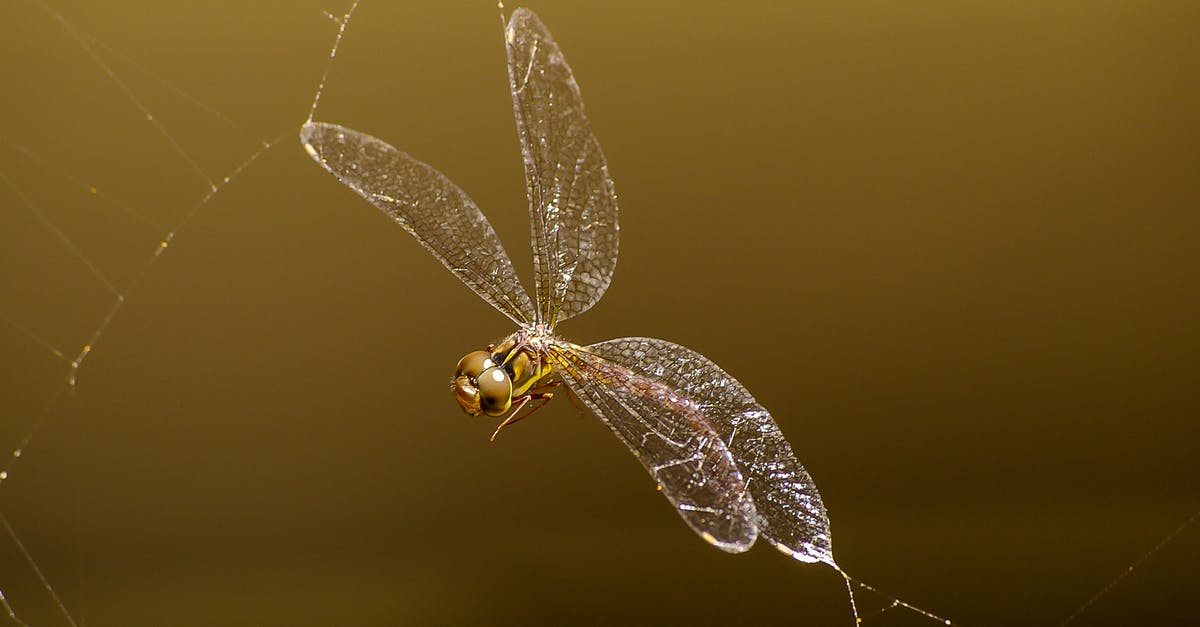 Is web check-in mandatory in German Wings? - Macro Photography of Brown Darnersfly Is web check-in mandatory in German Wings? - Macro Photography of Brown Darnersfly
