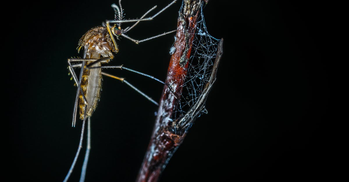 Is web check-in mandatory in German Wings? - Close-up Photography of Brown Mosquito on Stick Is web check-in mandatory in German Wings? - Close-up Photography of Brown Mosquito on Stick