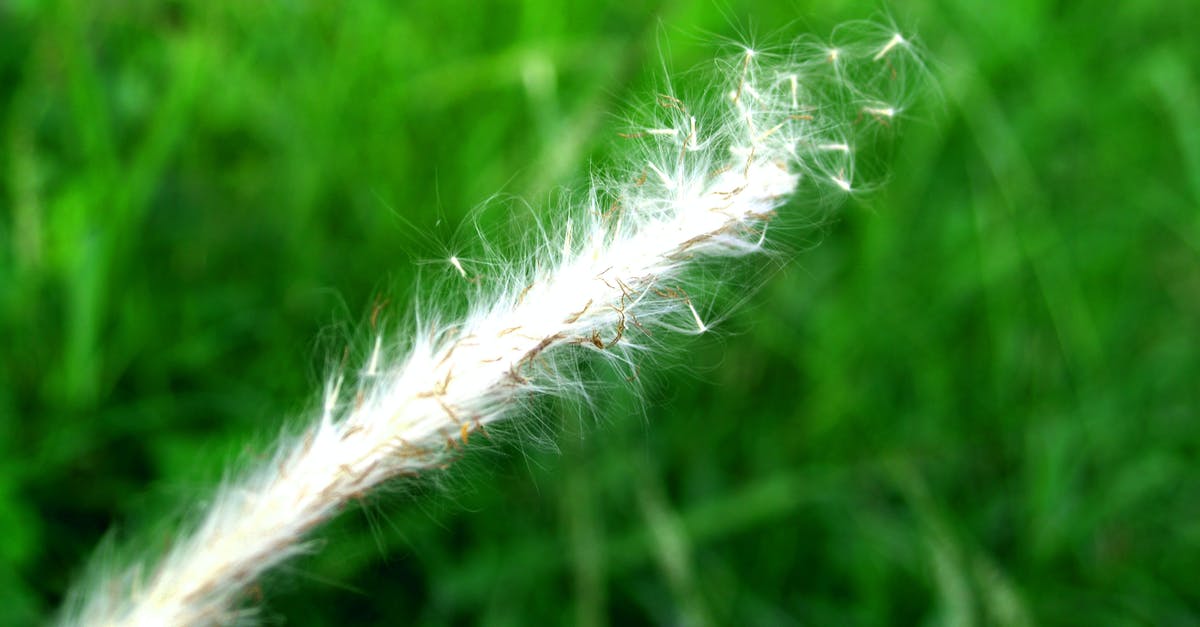 Is weed still legal for tourists in Amsterdam? - Micro Photo of White Plant Is weed still legal for tourists in Amsterdam? - Micro Photo of White Plant