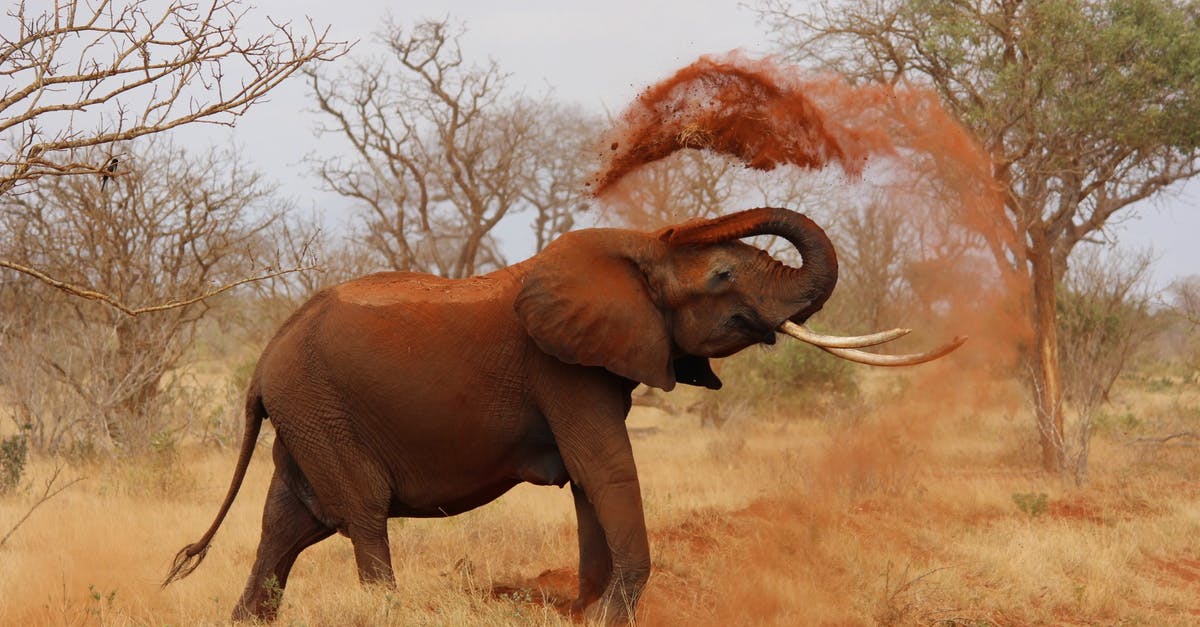 Ivory Coast, Africa: What diseases tend to occur there? - Grey Elephant Throwing Sand With Trunk Near Green Trees Ivory Coast, Africa: What diseases tend to occur there? - Grey Elephant Throwing Sand With Trunk Near Green Trees