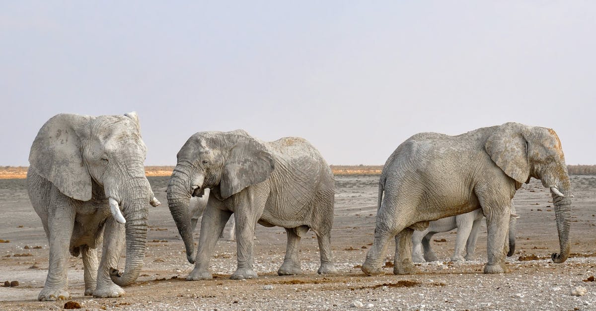 Ivory Coast, Africa: What diseases tend to occur there? - Side View of Elephant in a Row Against the Sky Ivory Coast, Africa: What diseases tend to occur there? - Side View of Elephant in a Row Against the Sky
