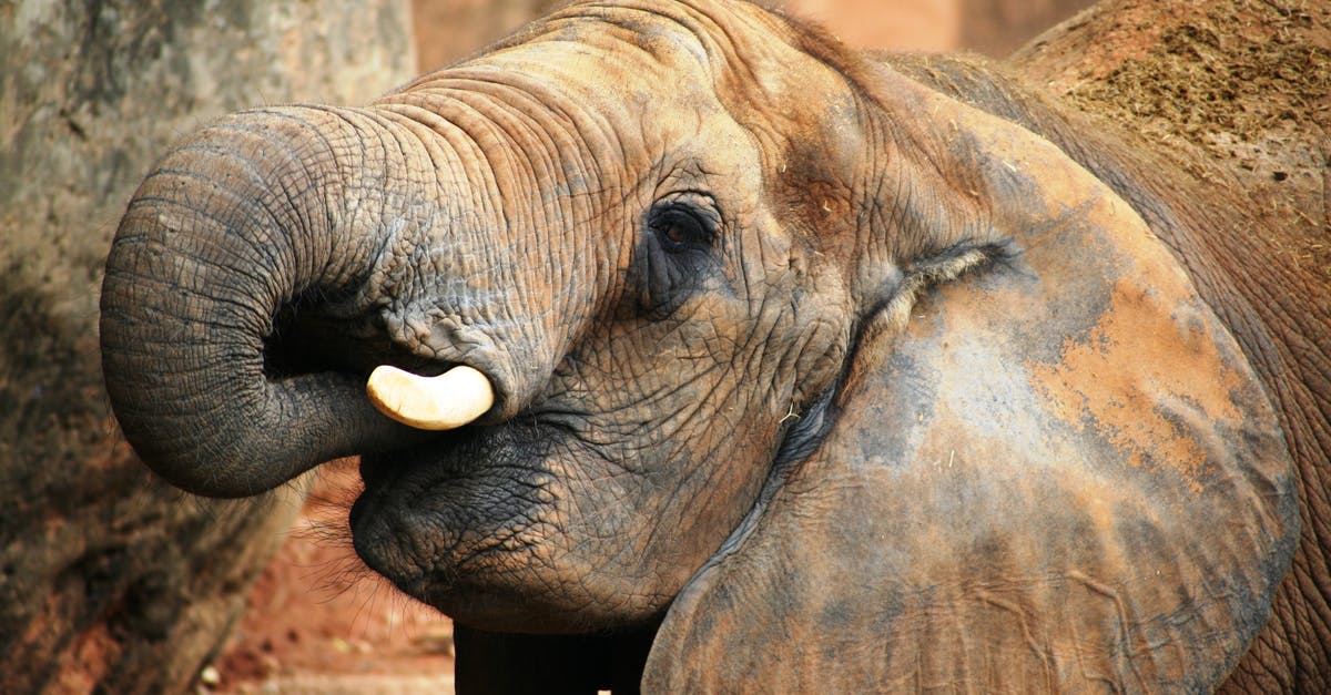 Ivory Coast, Africa: What diseases tend to occur there? - Gray Elephant Near Tree Ivory Coast, Africa: What diseases tend to occur there? - Gray Elephant Near Tree